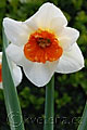 Narcissus Bella Vista - narcis Bella Vista - květ - 6.4.2008 - Lanžhot (BV) - soukromá zahrada