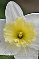 Narcissus Ice Follies - narcis Ice Follies - květ - 3.4.2011 - Lanžhot (BV) - soukromá zahrada