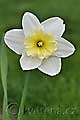 Narcissus Ice Follies - narcis Ice Follies - celá rostlina - 3.4.2011 - Lanžhot (BV) - soukromá zahrada