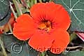 Tropaeolum majus Red Wonder - lichořeřišnice větší Red Wonder - květ - 9.7.2011 - Lanžhot (BV) - soukromá zahrada