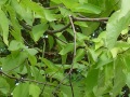 Catalpa bignonioides - katalpa trubačovitá - větev - 6.9.2003 - Lednice (BV) - zámecký park