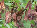 Cercis siliquastrum - zmarlika evropská - plod - 4.9.2004 - Lednice (BV) - zámecký park