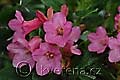 Rhododendron hirsutum - pěnišník chlupatý - květ - 16.6.2010 - Praha (PH) - Botanická zahrada UK Praha