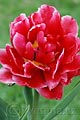 Tulipa Willem Soord - tulipán Willem Soord - květ - 13.4.2007 - Lanžhot (BV) - soukromá zahrada