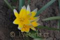 Tulipa tarda - tulipán pozdní - květ - 8.4.2007 - Lanžhot (BV) - soukromá zahrada