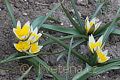 Tulipa tarda - tulipán pozdní - celá rostlina - 8.4.2007 - Lanžhot (BV) - soukromá zahrada