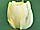 Tulipa 'Akebono' tulipán 'Akebono'