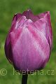 Tulipa Dreaming Maid - tulipán Dreaming Maid - květ - 22.4.2007 - Lanžhot (BV) - soukromá zahrada