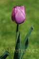 Tulipa Dreaming Maid - tulipán Dreaming Maid - celá rostlina - 22.4.2007 - Lanžhot (BV) - soukromá zahrada