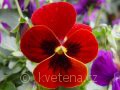 Viola ×cornuta Twix®F1 Red with Eye - violka ×cornuta Twix®F1 Red with Eye - květ - 7.10.2006 - Lanžhot (BV) - soukromá zahrada