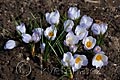 Crocus chrysanthus Blue Pearl - šafrán Blue Pearl - celá rostlina - 8.3.2008 - Lanžhot (BV) - soukromá zahrada