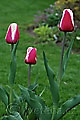 Tulipa Guus Papendrect - tulipán Guus Papendrect - celá rostlina - 12.4.2008 - Lanžhot (BV) - soukromá zahrada
