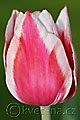 Tulipa Guus Papendrect - tulipán Guus Papendrect - květ - 13.4.2009 - Lanžhot (BV) - soukromá zahrada