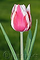 Tulipa Guus Papendrect - tulipán Guus Papendrect - celá rostlina - 13.4.2009 - Lanžhot (BV) - soukromá zahrada