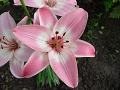 Lilium 'Vermeer' lilie  'Vermeer'