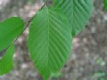 Carpinus betulus habr obecný