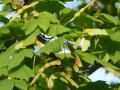 Acer circinatum - javor okrouhlolistý - plod - 12.8.2004 - Lednice (BV) - zámecká zahrada