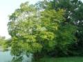 Acer circinatum - javor okrouhlolistý - celá rostlina - 12.8.2004 - Lednice (BV) - zámecká zahrada