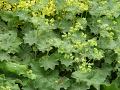 Alchemilla mollis kontryhel měkký