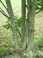 Acer crataegifolium - javor hloholistý - kmen - 5.7.2003 - Průhonice (PZ) - zámecká zahrada