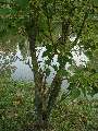 Acer crataegifolium - javor hloholistý - celá rostlina - 6.9.2003 - Lednice (BV) - zámecká zahrada