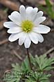 Anemonoides blanda White Splendour - sasanka vábná White Splendour - květ - 2.4.2011 - Lanžhot (BV) - soukromá zahrada