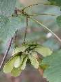 Acer pseudoplatanus Atropurpureum - javor horský Atropurpureum - kůra - 6.9.2003 - Lednice (BV) - zámecká zahrada