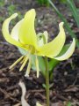 Erythronium Pagoda - kandík - květ - 17.4.2005 - Lanžhot (BV) - soukromá zahrada