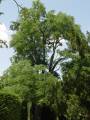 Gymnocladus dioica - nahovětvec dvoudomý - celá rostlina - 8.8.2004 - Lednice (BV) - zámecký park