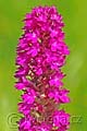 Anacamptis pyramidalis - rudohlávek jehlancovitý - květ - 4.7.2010 - Hroznová Lhota (HO) - SPR Čertoryje - Bílé Karpaty