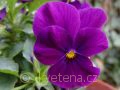 Viola ×cornuta Twix®F1 Violet - violka ×cornuta Twix®F1 Violet - květ - 7.10.2006 - Lanžhot (BV) - soukromá zahrada