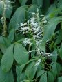 Aesculus parviflora - jírovec drobnokvětý - květ - 31.7.2004 - Lednice (BV) - zámecký park