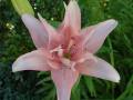 Lilium 'Elodie' lilie 'Elodie'