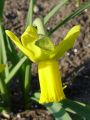 Narcissus Warbler - narcis - květ - 2.4.2005 - Lanžhot (BV) - soukromá zahrada