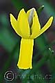 Narcissus Warbler - narcis - květ - 10.3.2007 - Lanžhot (BV) - soukromá zahrada