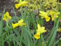 Narcissus Warbler - narcis - celá rostlina - 17.4.2005 - Lanžhot (BV) - soukromá zahrada