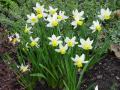 Narcissus Jack Snipe - narcis - výsadba - 17.4.2005 - Lanžhot (BV) - soukromá zahrada