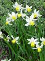 Narcissus Jack Snipe - narcis - celá rostlina - 17.4.2005 - Lanžhot (BV) - soukromá zahrada