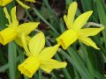 Narcissus Little Witch - narcis - květ - 17.4.2005 - Lanžhot (BV) - soukromá zahrada