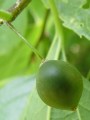 Celtis occidentalis - břestovec západní - plod - 8.8.2004 - Lednice (BV) - zámecká zahrada