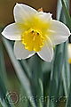 Narcissus Smiling Sun - narcis Smiling Sun - květ - 13.4.2007 - Lanžhot (BV) - soukromá zahrada