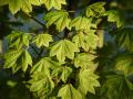 Acer circinatum - javor okrouhlolistý - větev - 4.9.2004 - Lednice (BV) - zámecká zahrada