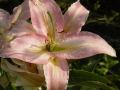 Lilium Xotica - lilie Xotica - květ - 24.7.2006 - Lanžhot (BV) - soukromá zahrada