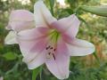 Lilium sargentiae - lilie - květ - 11.7.2006 - Lanžhot (BV) - soukromá zahrada