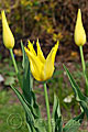 Tulipa West Point - tulipán West Point - celá rostlina - 13.4.2008 - Lanžhot (BV) - soukromá zahrada