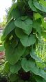 Aristolochia durior - podražec velkolistý - celá rostlina - 24.5.2003 - Lanžhot (BV) - soukromá zahrada