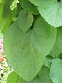 Aristolochia durior - podražec velkolistý - list - 24.5.2003 - Lanžhot (BV) - soukromá zahrada
