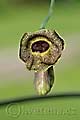 Aristolochia durior - podražec velkolistý - květ - 8.5.2008 - Lanžhot (BV) - soukromá zahrada