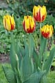 Tulipa Striped Bellona - tulipán Striped Bellona - celá rostlina - 20.4.2008 - Lanžhot (BV) - soukromá zahrada