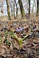 Scilla drunensis - ladoňka rakouská - lokalita - 18.3.2012 - Lanžhot (BV) - Okraj lesa u louky Březová